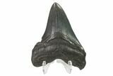 3.17" Fossil Megalodon Tooth - South Carolina - #130768-2